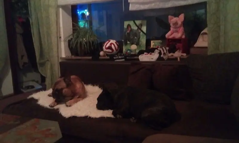 Andachtsbild von Elfe mit Joy,meggy u Buddy in unseren herzen