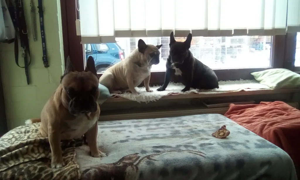 Andachtsbild von Joy,Meggy,Robby und Fraule