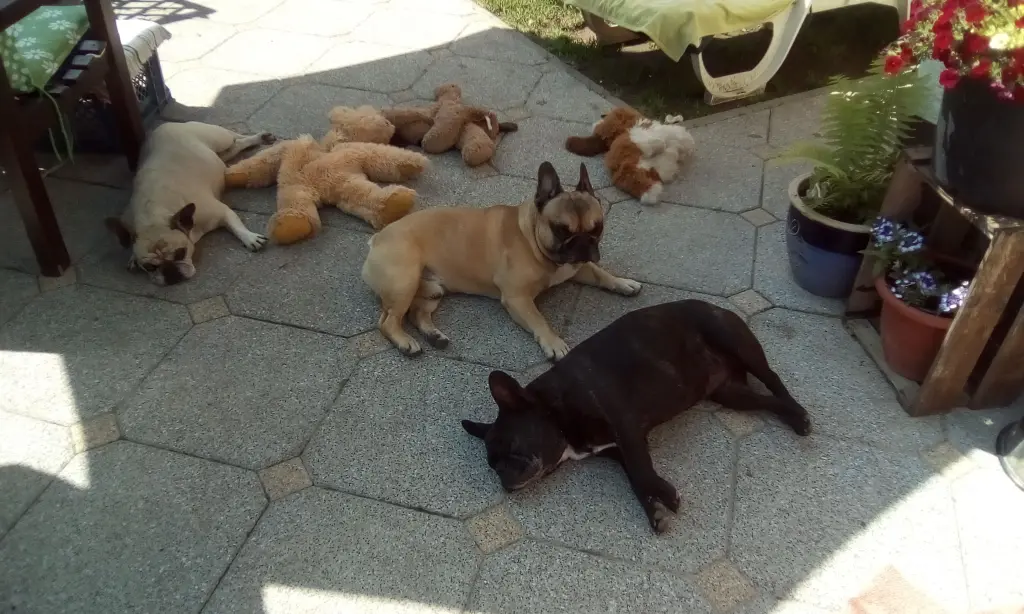 Andachtsbild von Fraule, Joy,Meggy U Robby