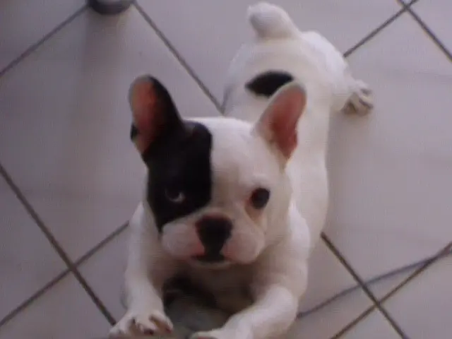 Andachtsbild von Fraule mit 3 Fellnasen