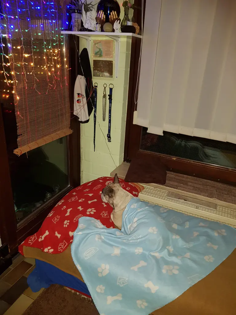 Andachtsbild von Fraulemit Joy,Meggy,Robby