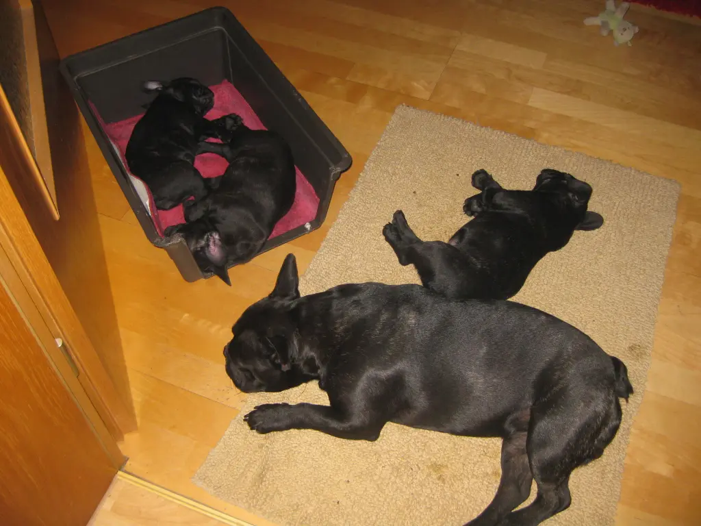 Andachtsbild von Fraule