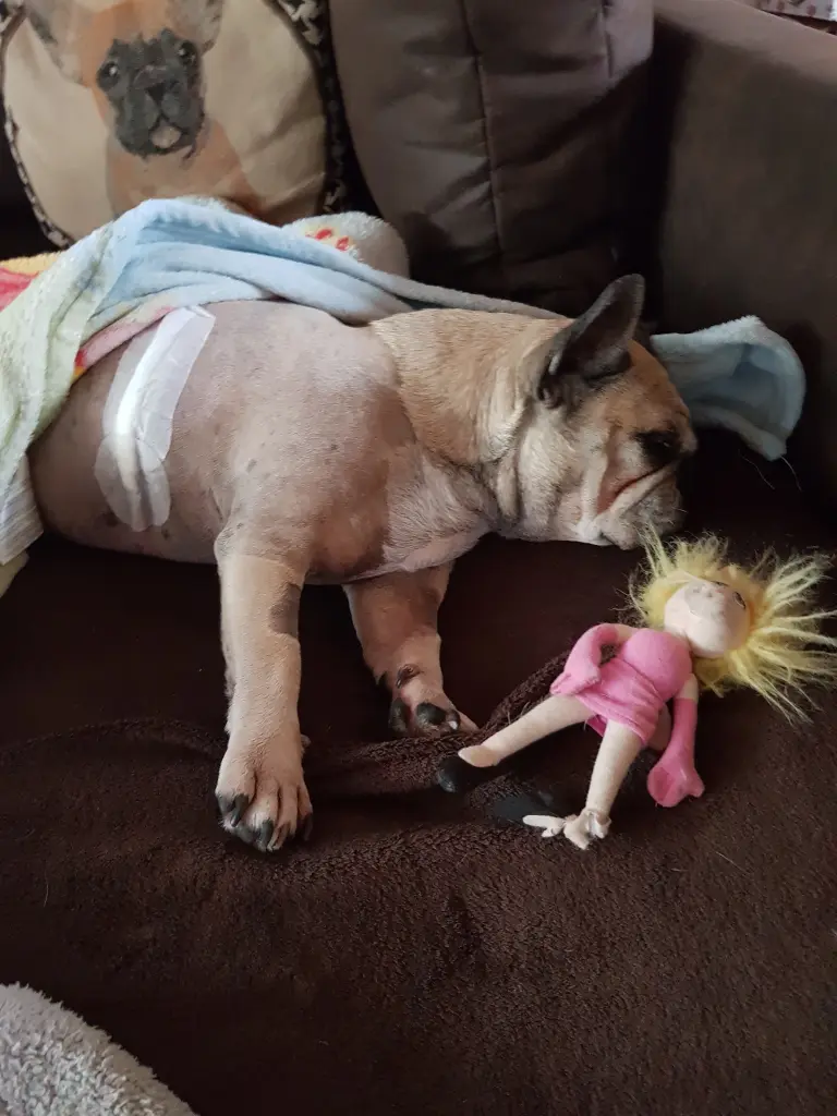 Andachtsbild von Fraule Joy,Meggy,Robby