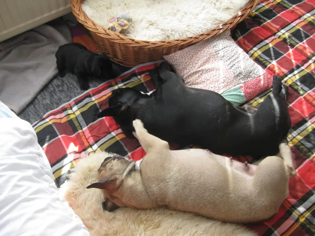 Andachtsbild von Fraule