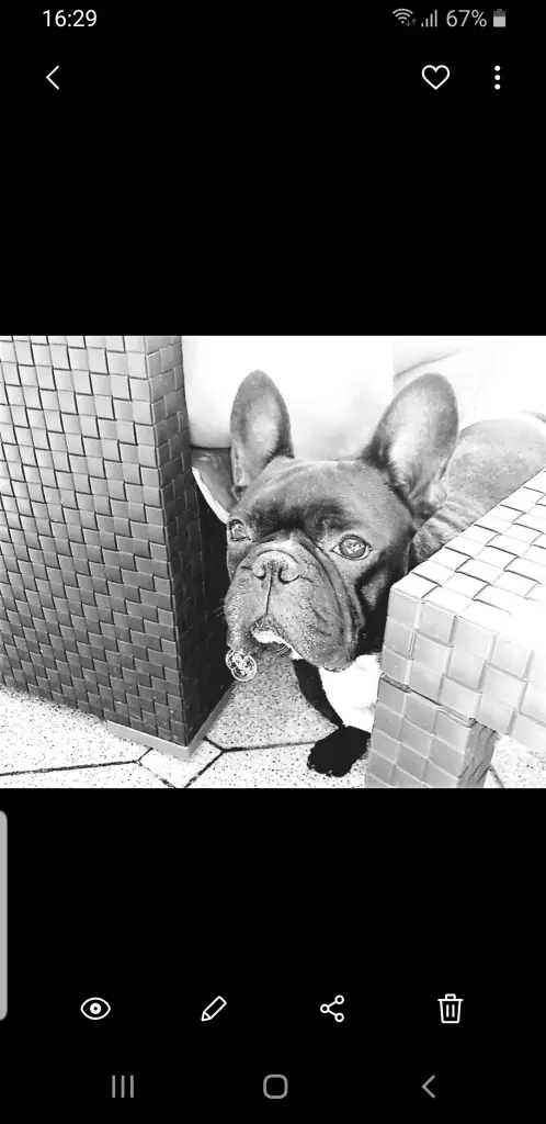 Andachtsbild von Fraule Joy Meggy Robby