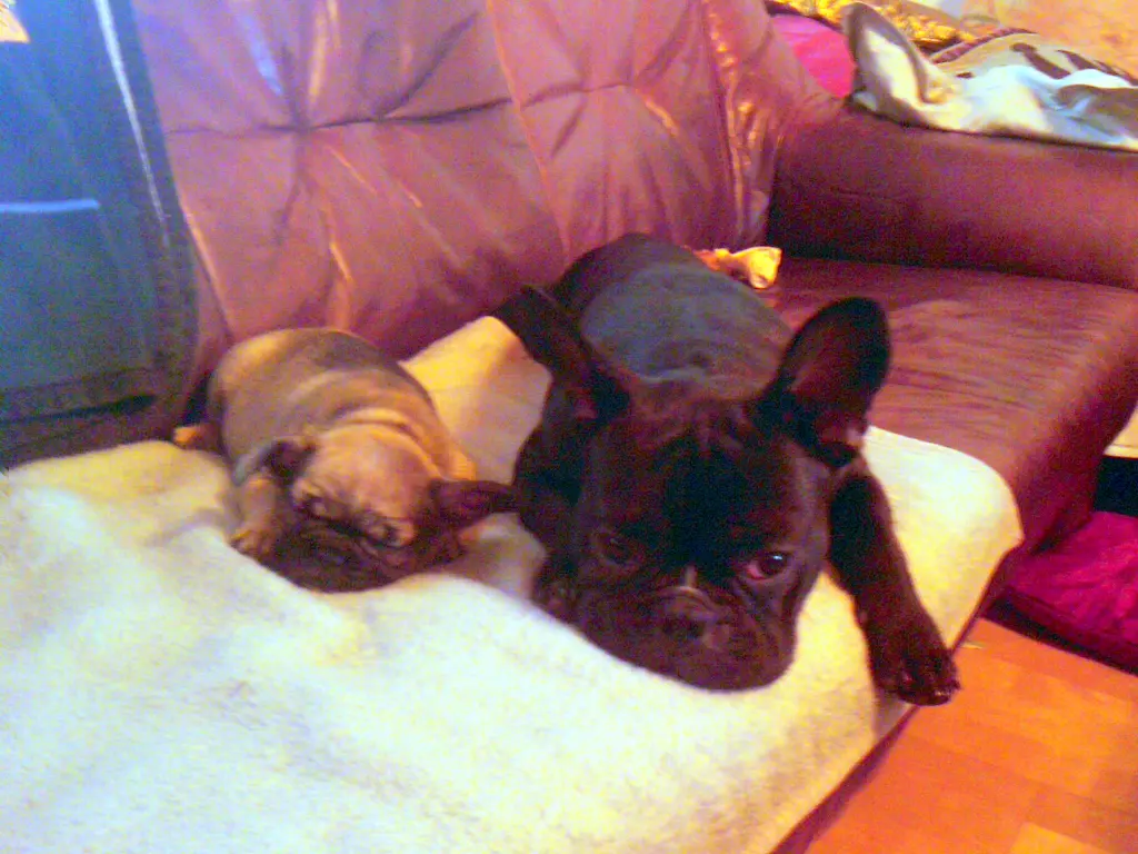 Andachtsbild von Fraule mit Meggy und Robby