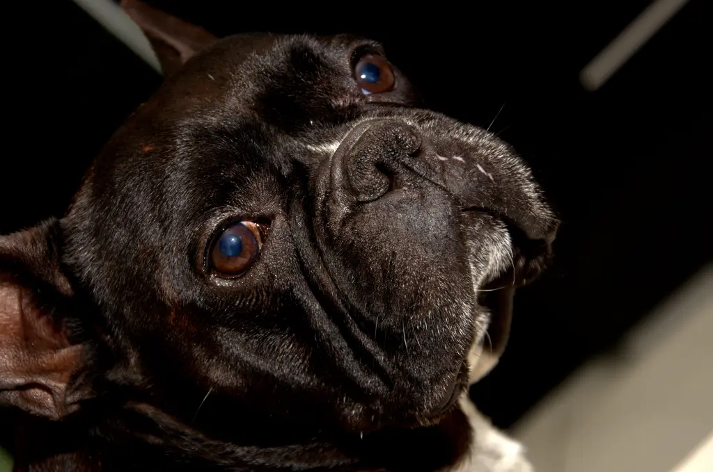 Andachtsbild von FRAULE,Meggy,Robby,Lilly