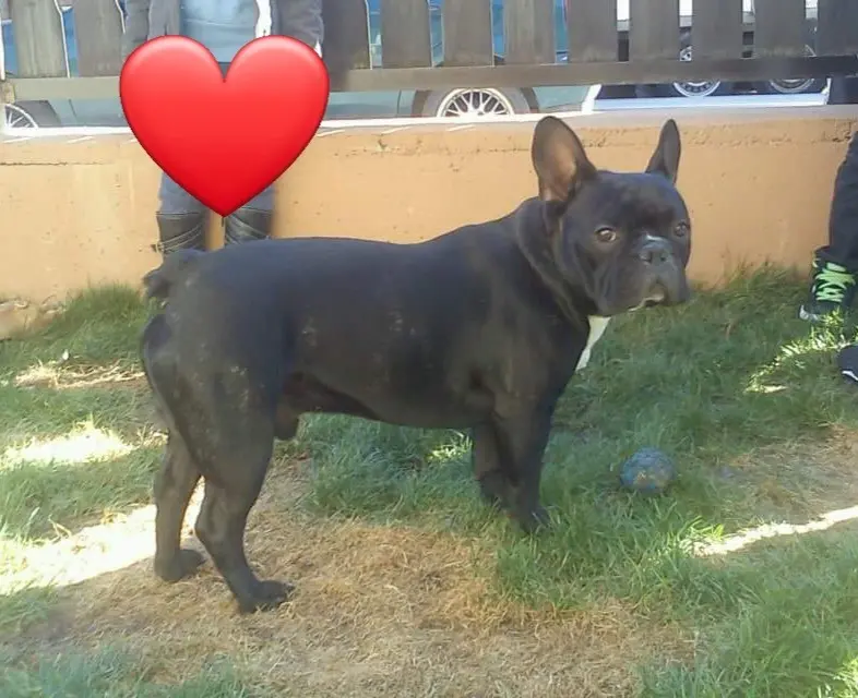 Andachtsbild von Fraule