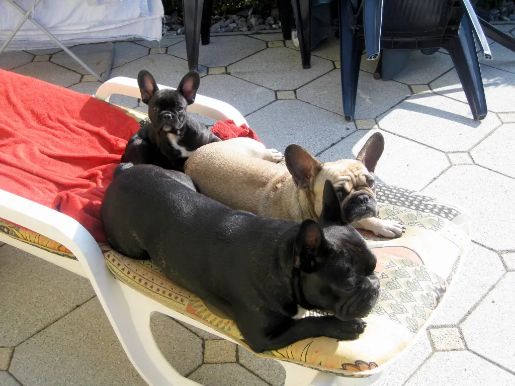 Andachtsbild von Mami,Robb und Bonny mit Joy und Buddy im Herzen