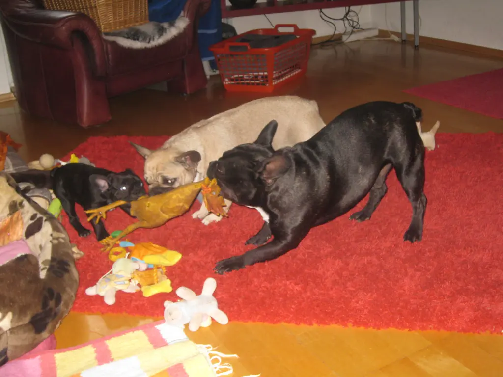 Andachtsbild von Mammi,Robby,Bonny und Bruno