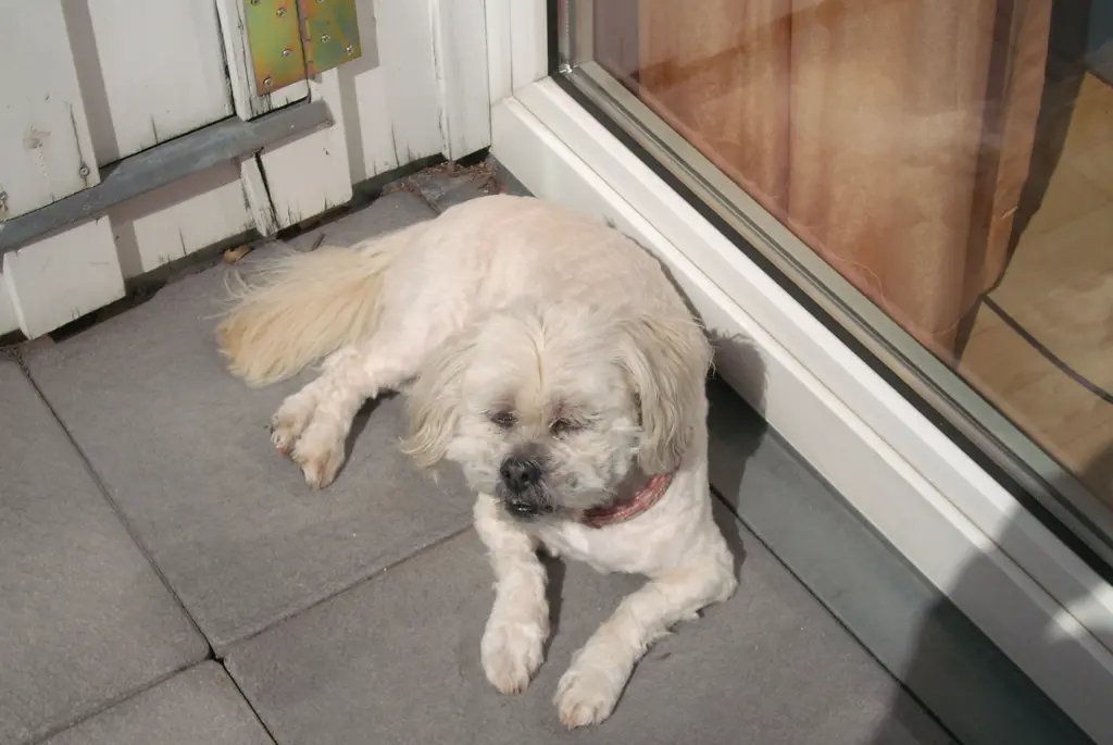 Condolence image of Dein Frauchen