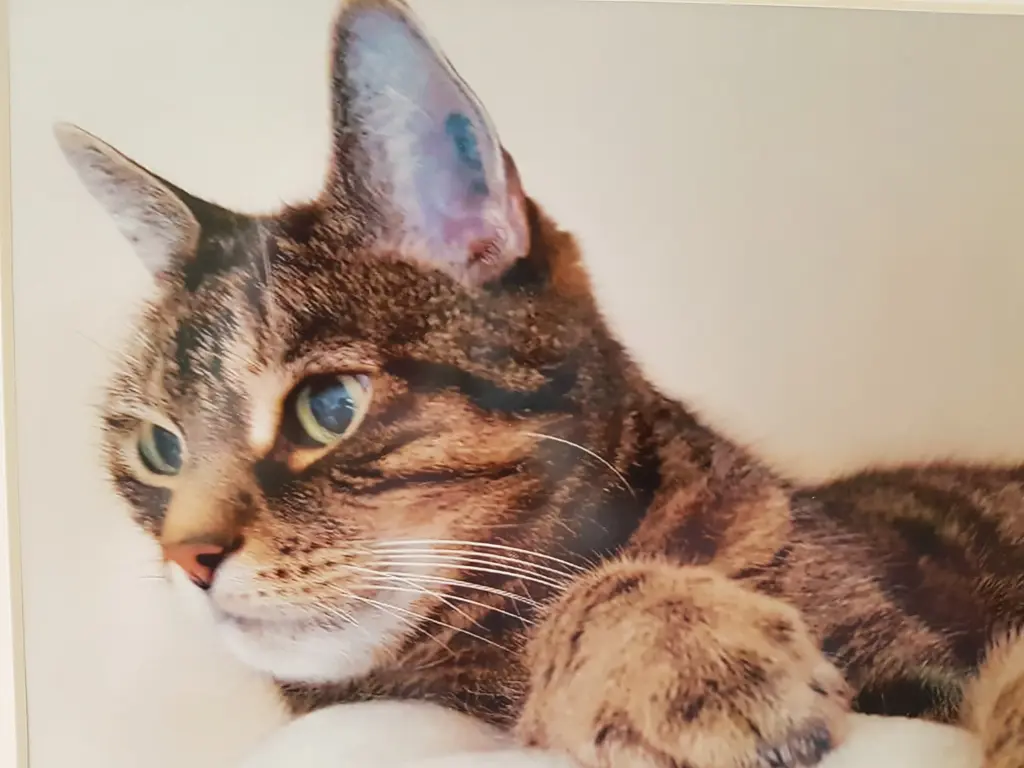 Image from Muffin