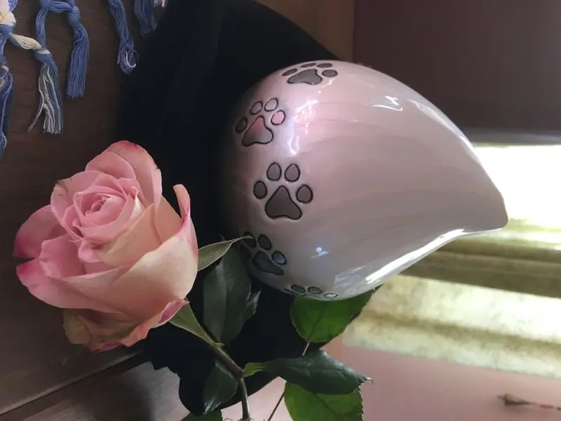 Image from Sindy