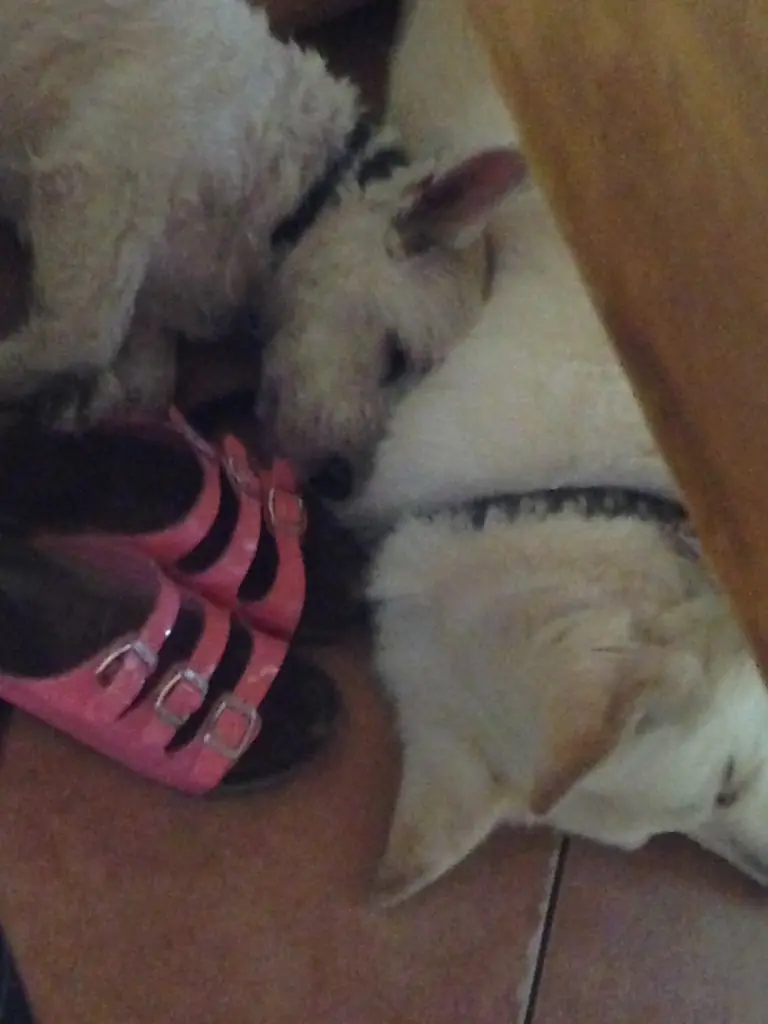 Andachtsbild von Rocky