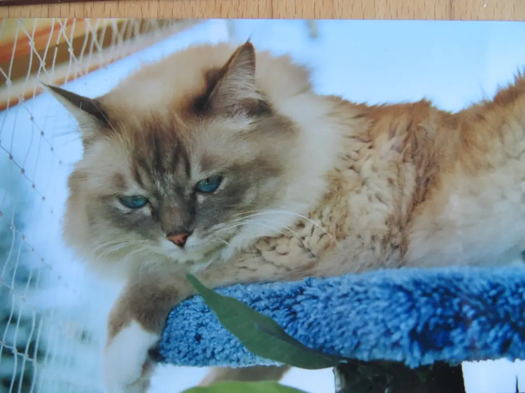 Condolence image of Uschi