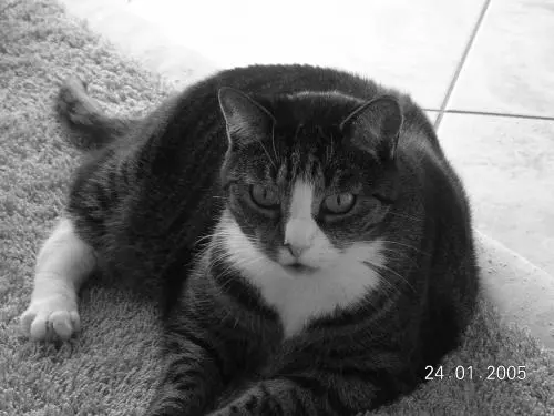 Image from Tessy