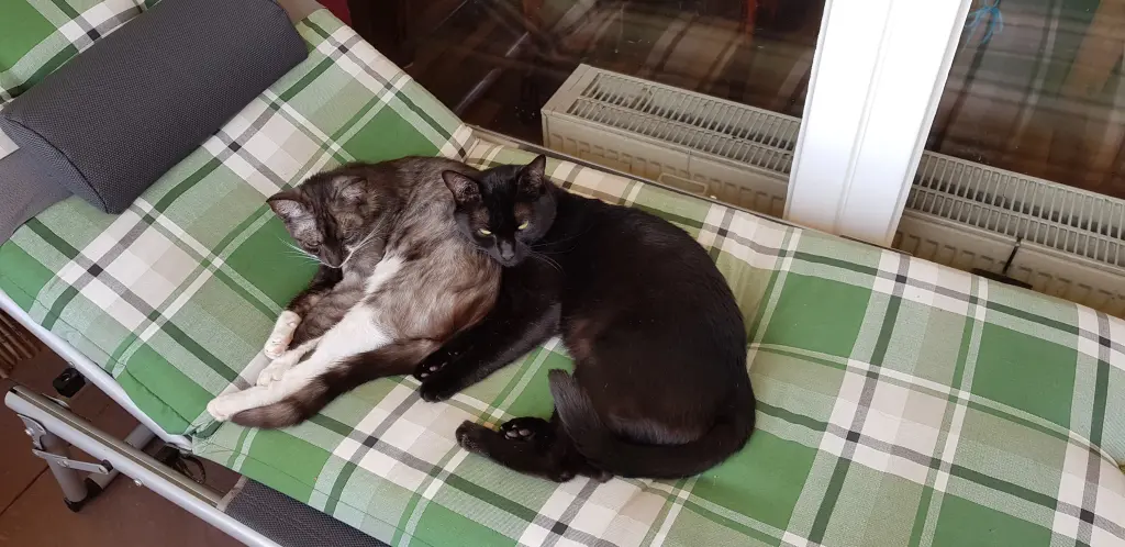 Condolence image of Deine Katzen Mama