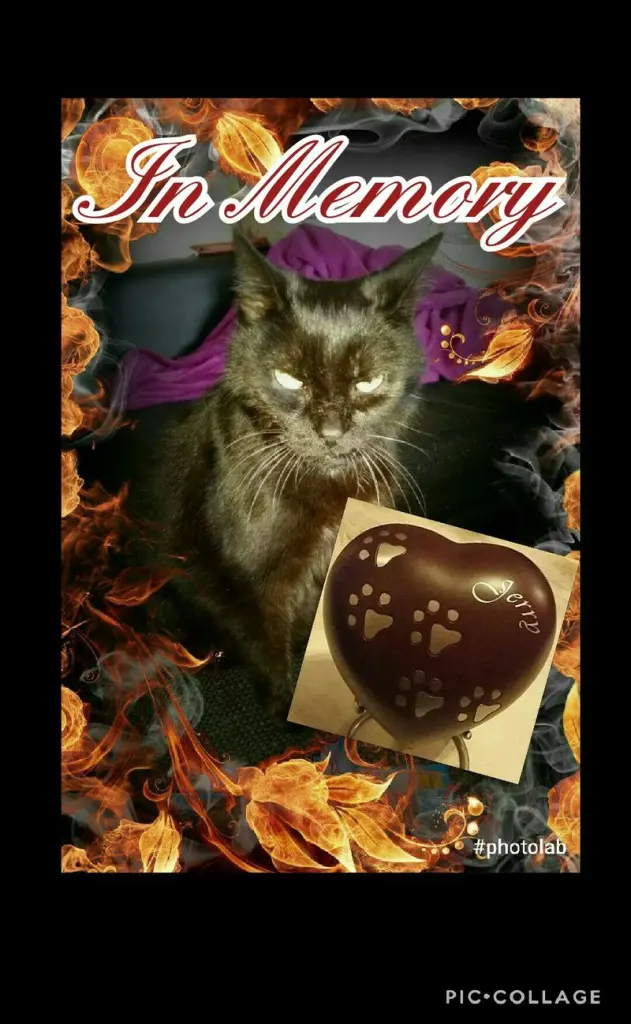 Image from Jerry