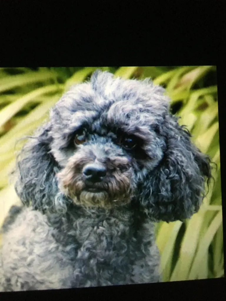 Condolence image of Tanja