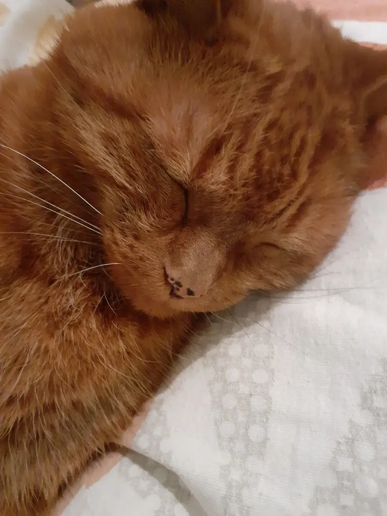 Andachtsbild von Birgit mit Max im Herzen ❤