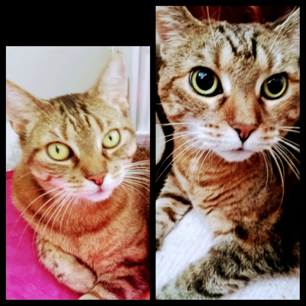 Andachtsbild von Unbekannt