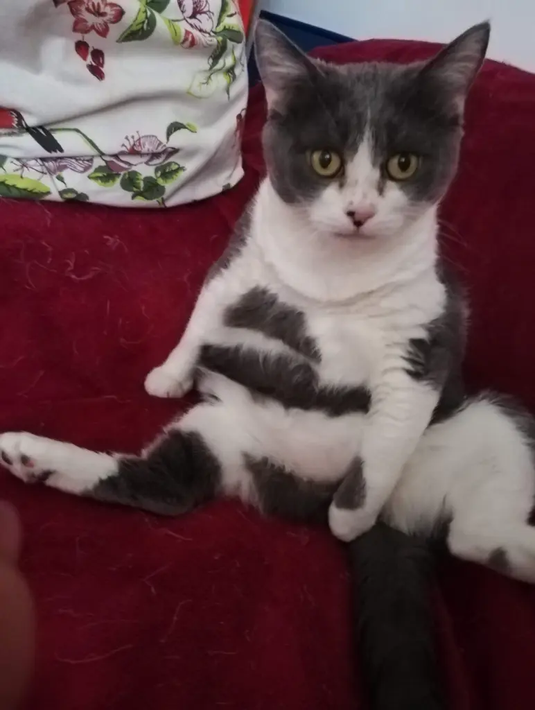 Bild von Mausepiepchen