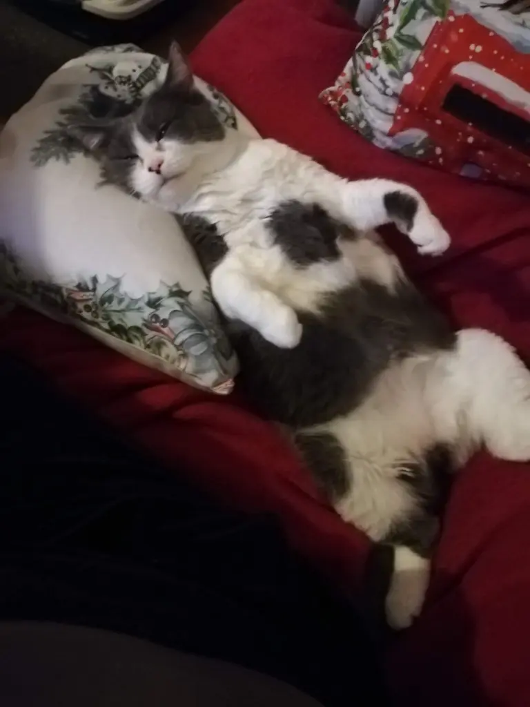 Bild von Mausepiepchen