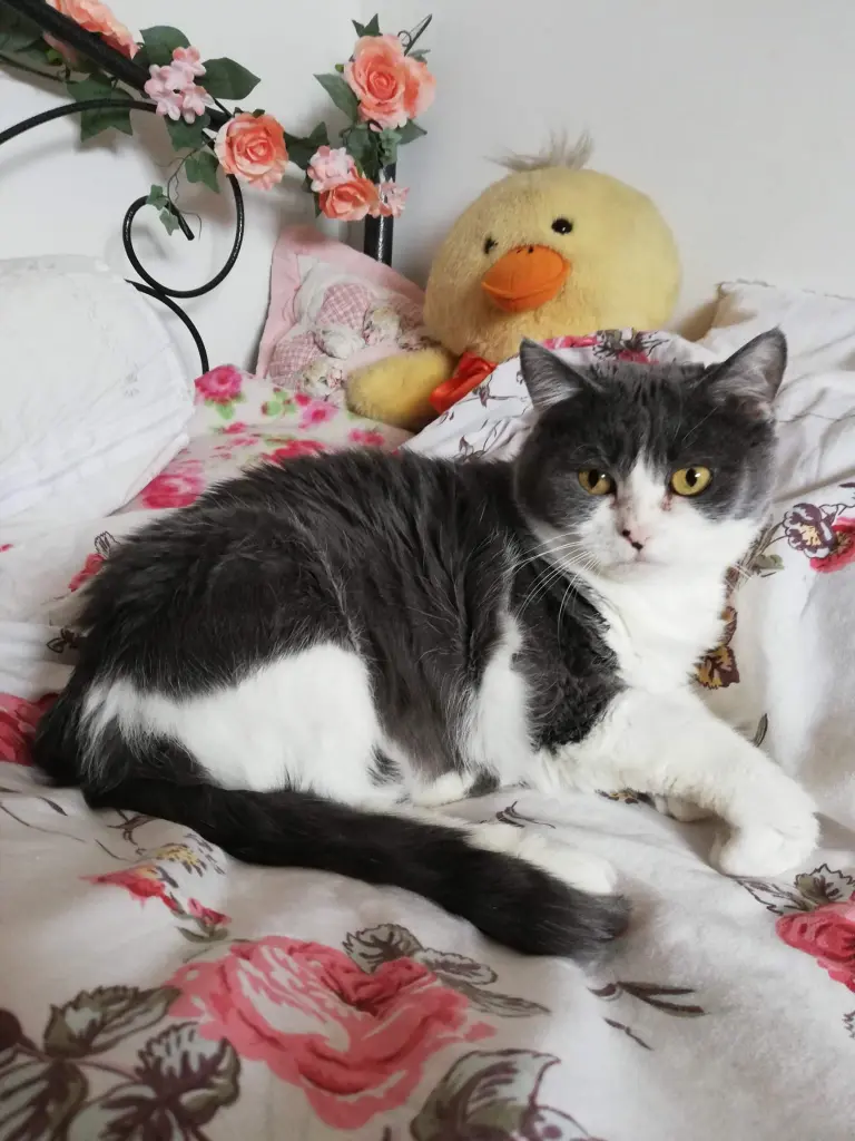 Bild von Mausepiepchen