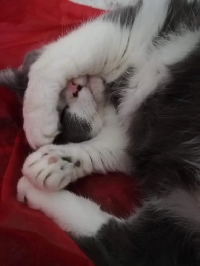 Bild von Mausepiepchen