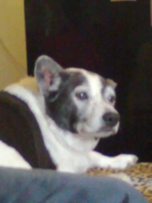 Image from Dingo