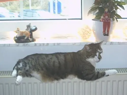Image from Garfield