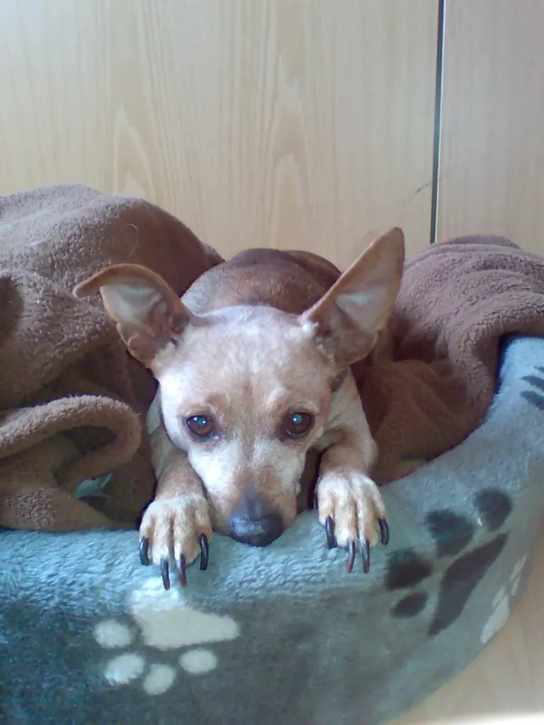Image from Lucy