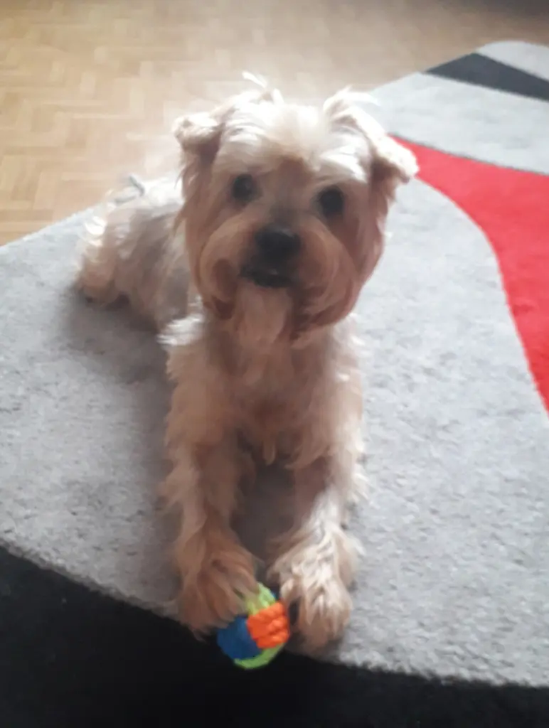 Andachtsbild von Unbekannt