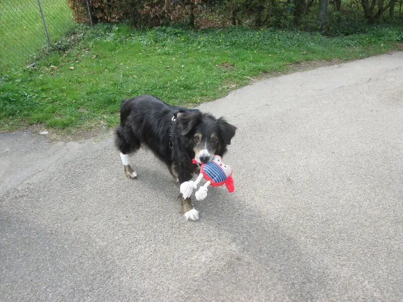 Andachtsbild von Renate mit Artax"Bubele"ganz tief im Herzen