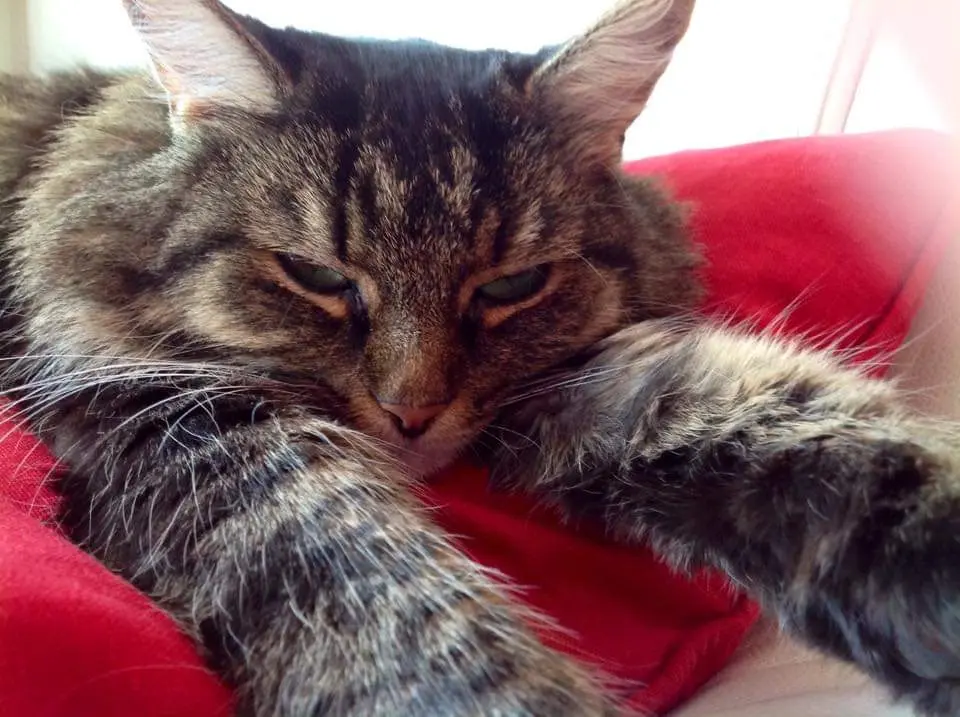 Andachtsbild von Nicole mit Roxy 