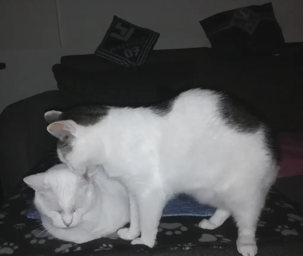 Andachtsbild von Melanie