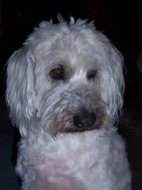 Image from Seelenhund Benji