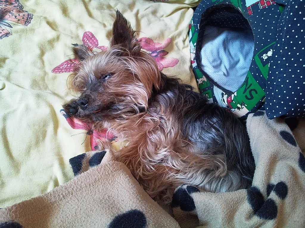 Andachtsbild von Manuela mit Seelenhund Flick