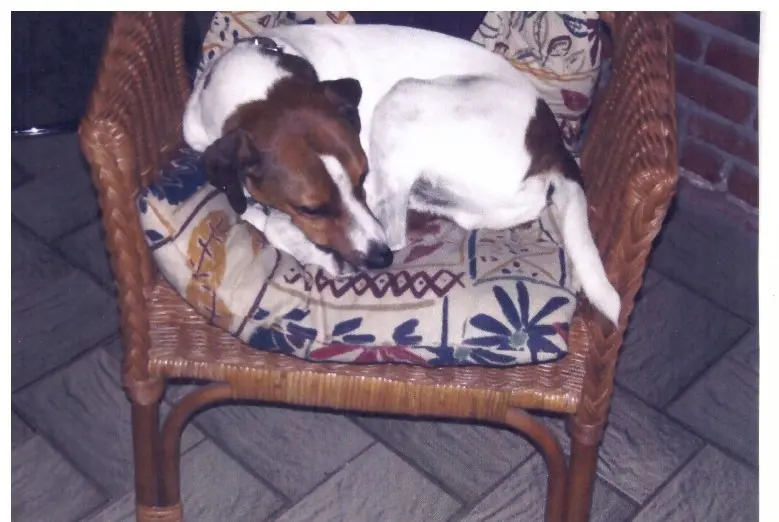 Andachtsbild von Paul mit Seelenhund " Spiky " 19. Juni 2023