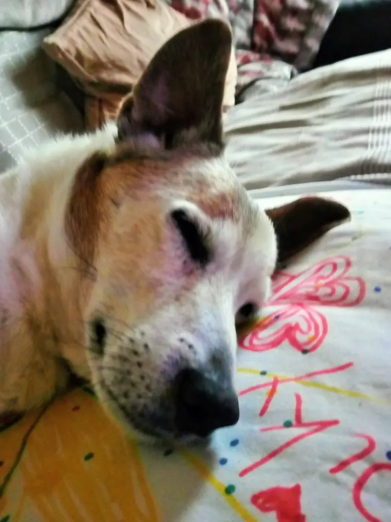 Andachtsbild von Paul mit Seelenhund " Spiky " 19. Juni 2023