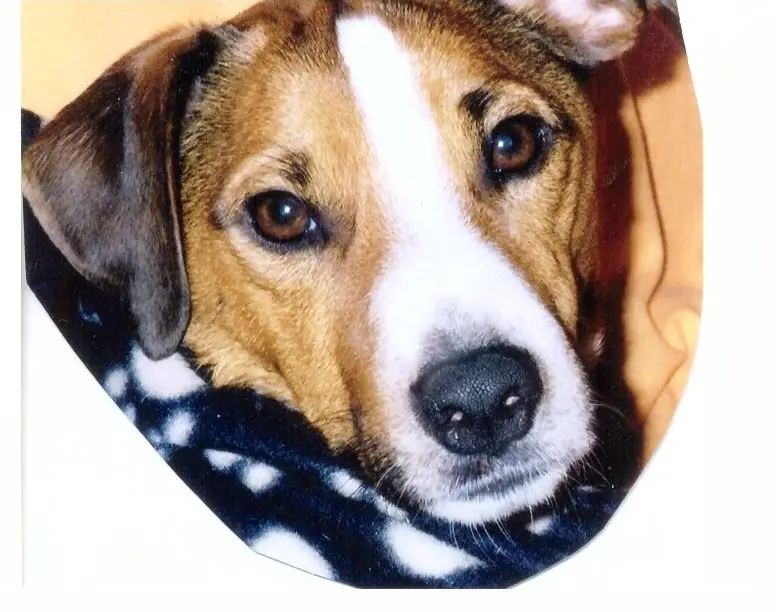 Andachtsbild von Paul mit Seelenhund " Spiky " 19. Juni 2023