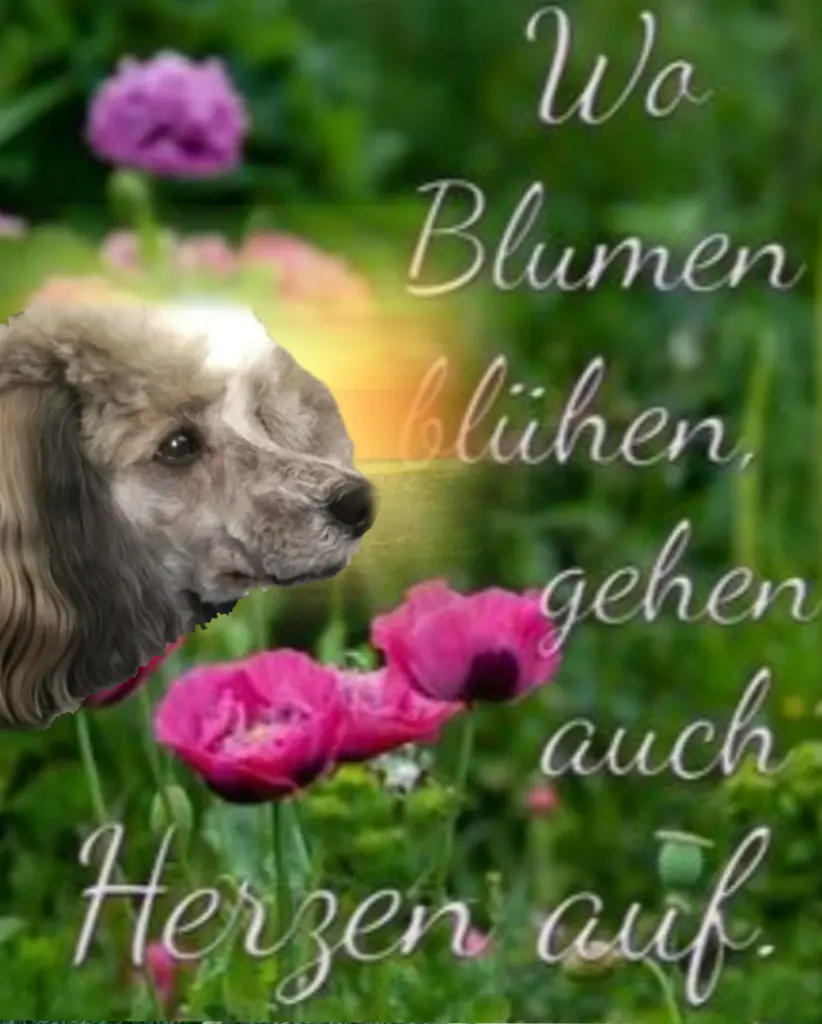 Andachtsbild von Immer im Herzen ❤️