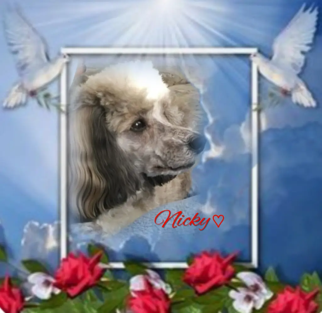 Andachtsbild von Nicky♥️ geliebt♥️ und unvergessen♥️