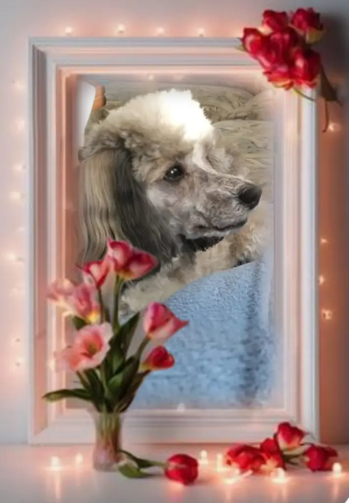 Andachtsbild von Nicky♥️ geliebt♥️ und unvergessen♥️