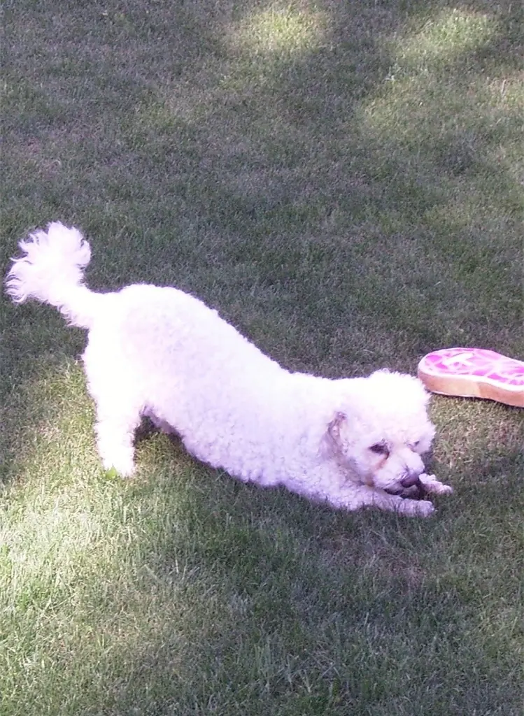 Andachtsbild von Snowy ♡
