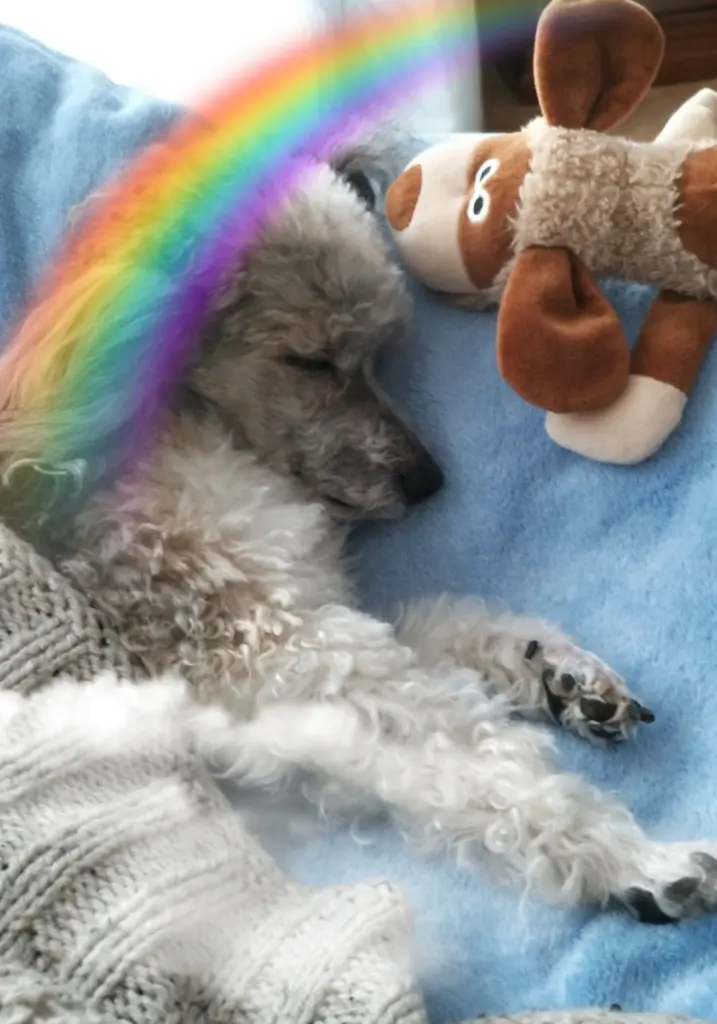 Bild von Nicky