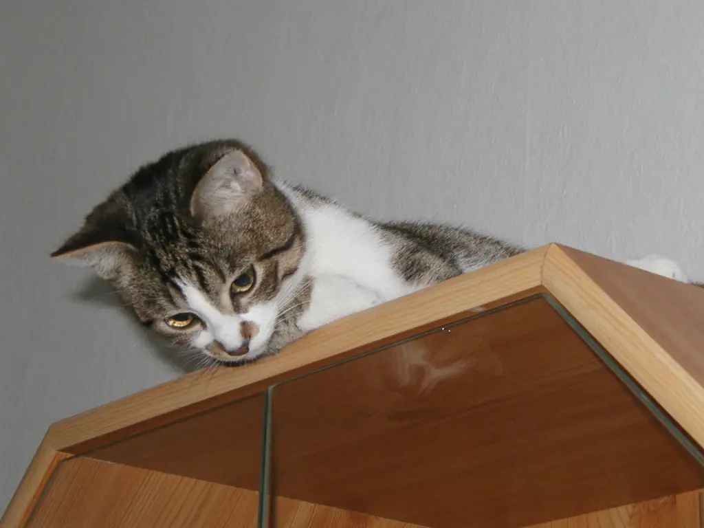 Condolence image of Thomas  