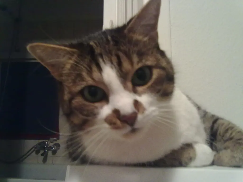Condolence image of Thomas  