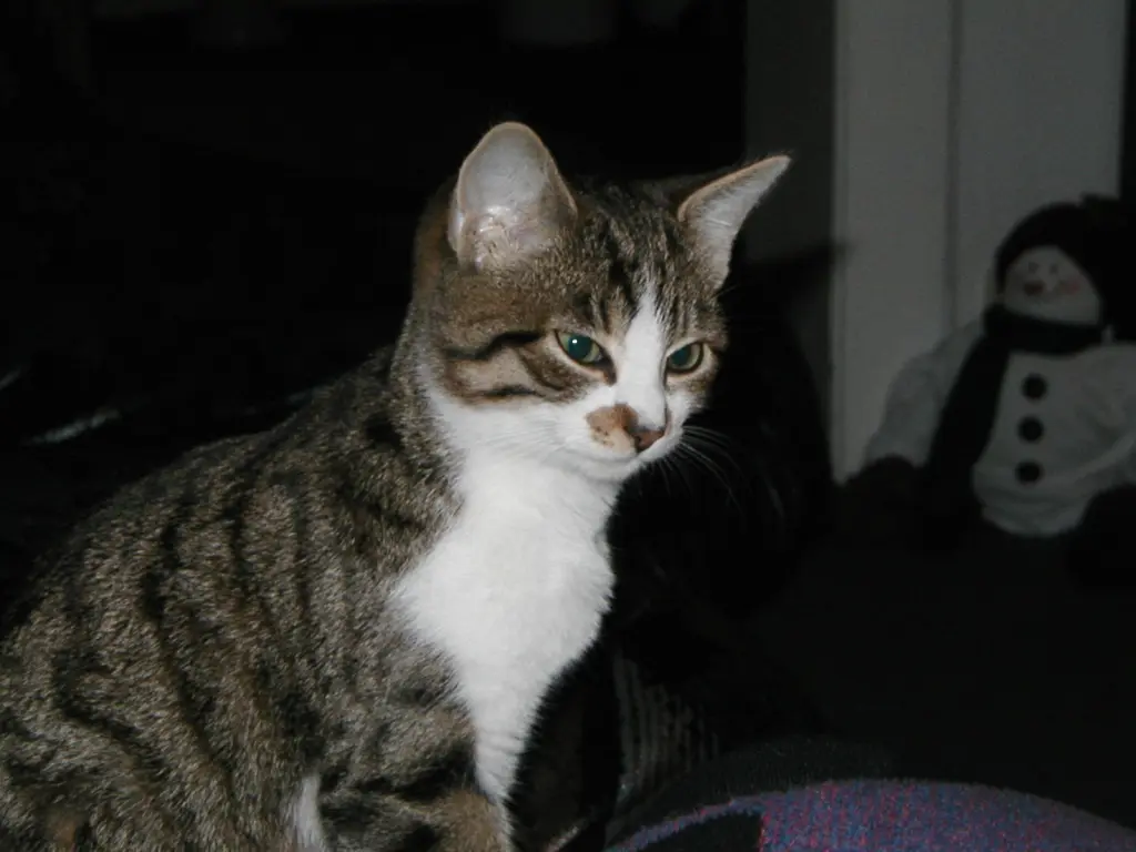 Condolence image of Thomas