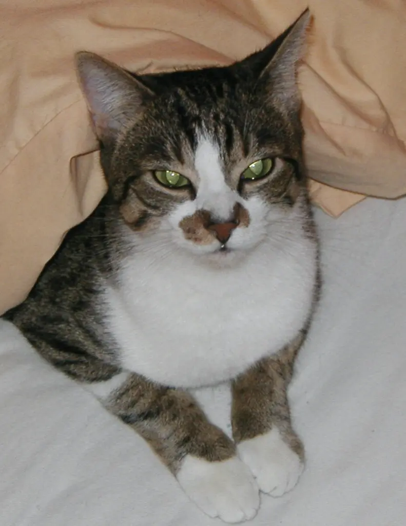 Condolence image of Thomas